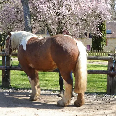 Ferienhaus Maison Ancienne Avec Jardin Clos Pres Centre Equestre, Sejour Confortable - Fr-1-497-144 Les Ventes-de-Bourse