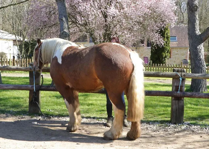 Semesterbostad Maison Ancienne Avec Jardin Clos Pres Centre Equestre, Sejour Confortable - Fr-1-497-144 Les Ventes-de-Bourse